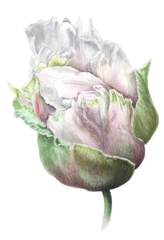 Tender white peony