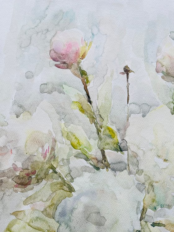 White peonies 19,7 x 25,6 in