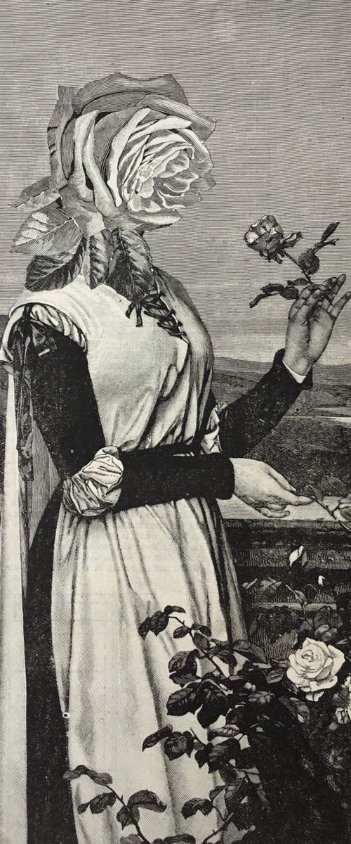The Scent of a Rose by Tudor Evans