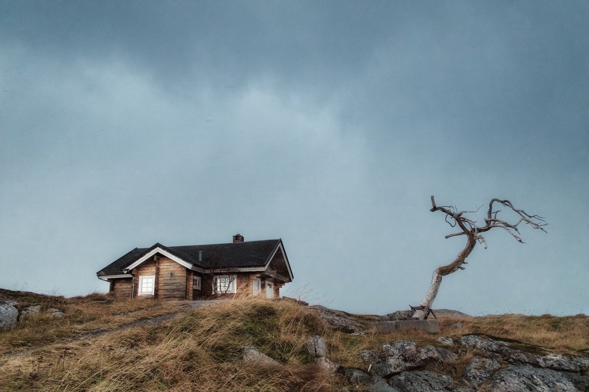 The house and the dead tree by Karim Carella