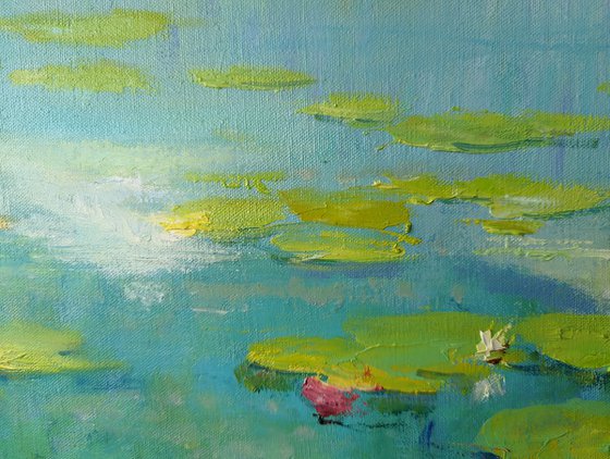 Water lilies on the river