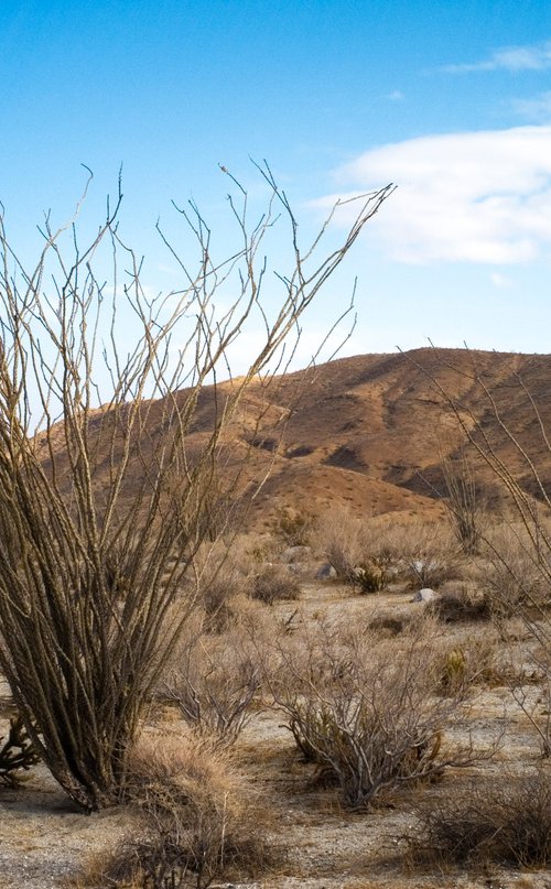 Anza Borrego #2 by Gary Moger
