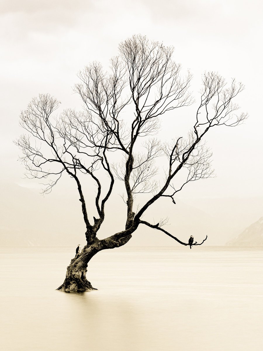 Photorealistic Landscape Photograph By Nick Psomiadis, 35 X 47", The Lone Willow Of Wanaka, Original Artwork