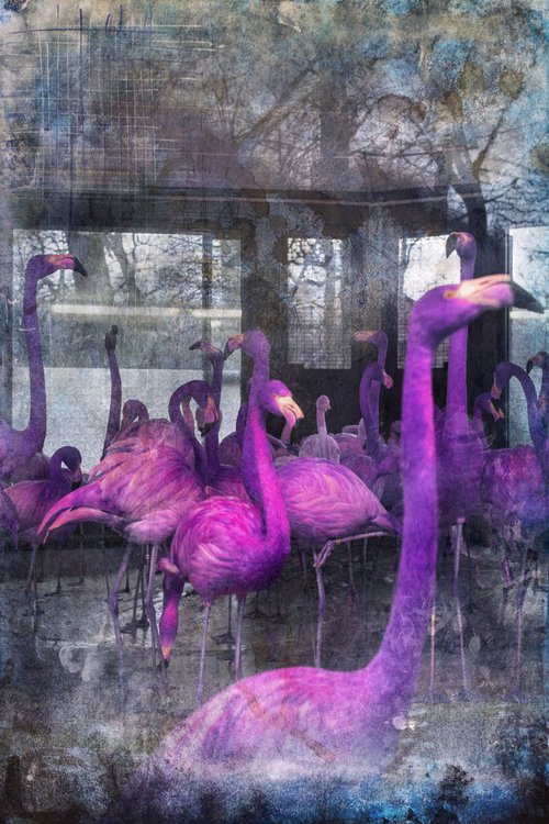 The Flamingos by Chiara Vignudelli