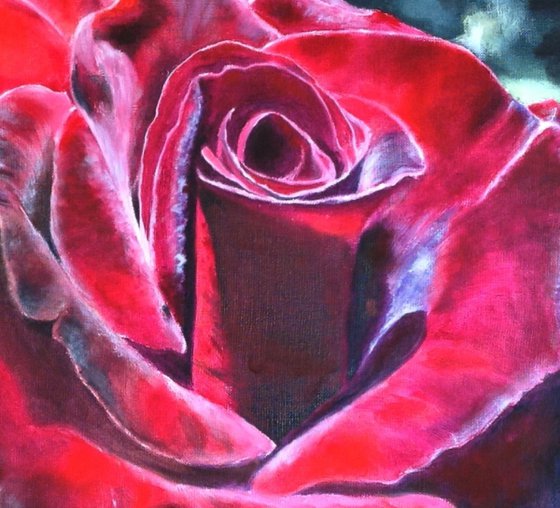 Burgundy Rose in Bloom