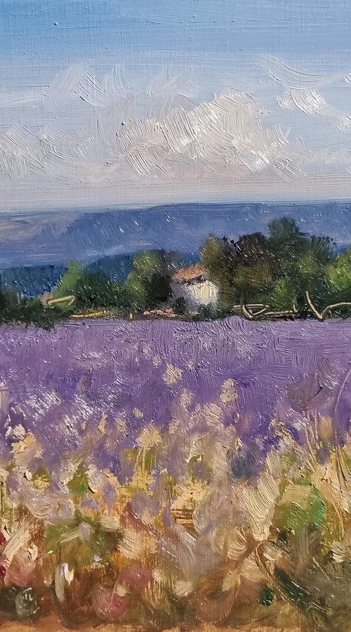 Lavende des Puys by Pascal Giroud