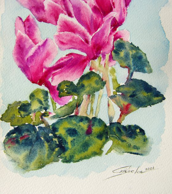 Cyclamen watercolor