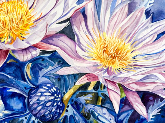 Purple Carpobrotus Edulis