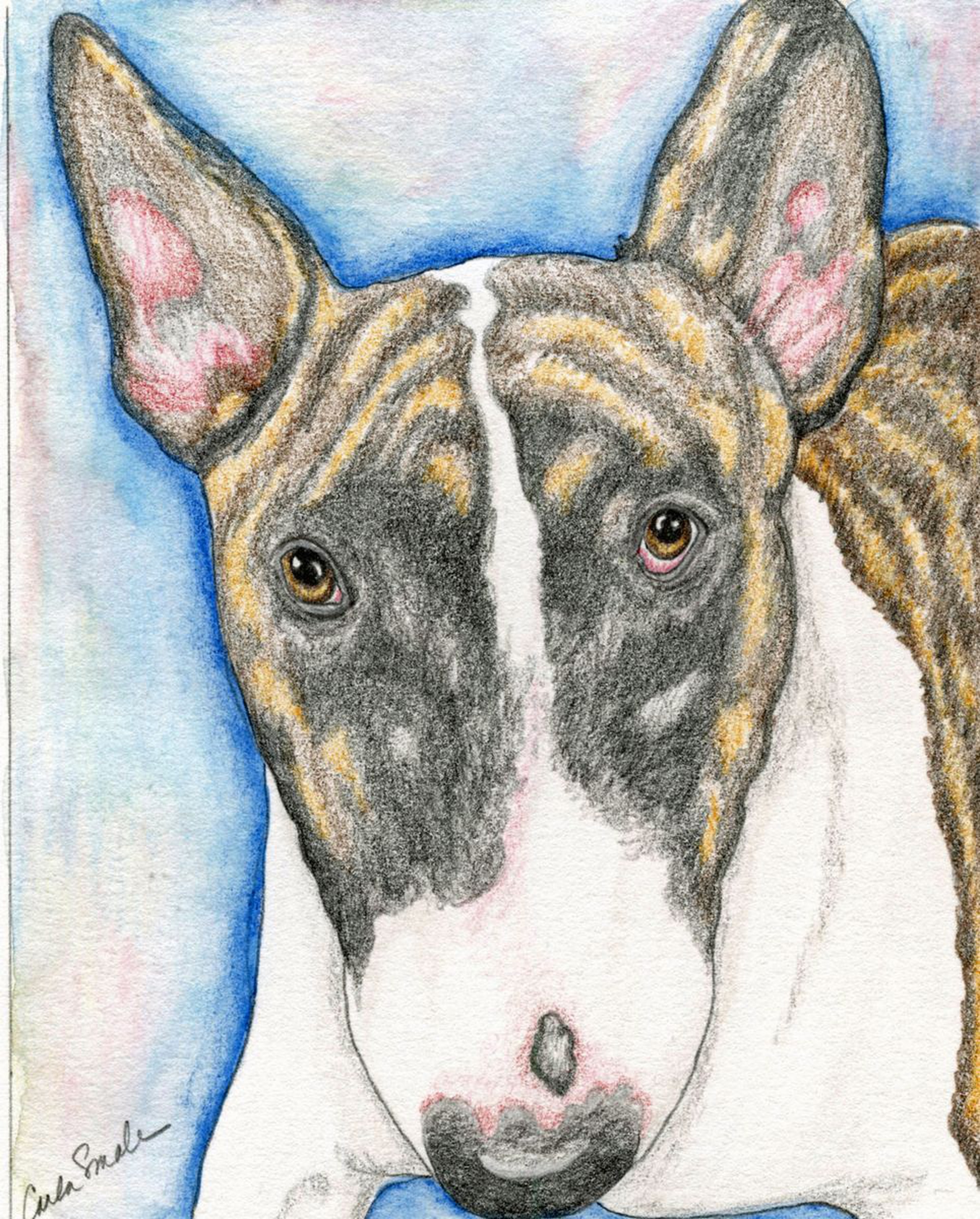 English Bull Terrier Pet Dog Art Original Drawin Artfinder
