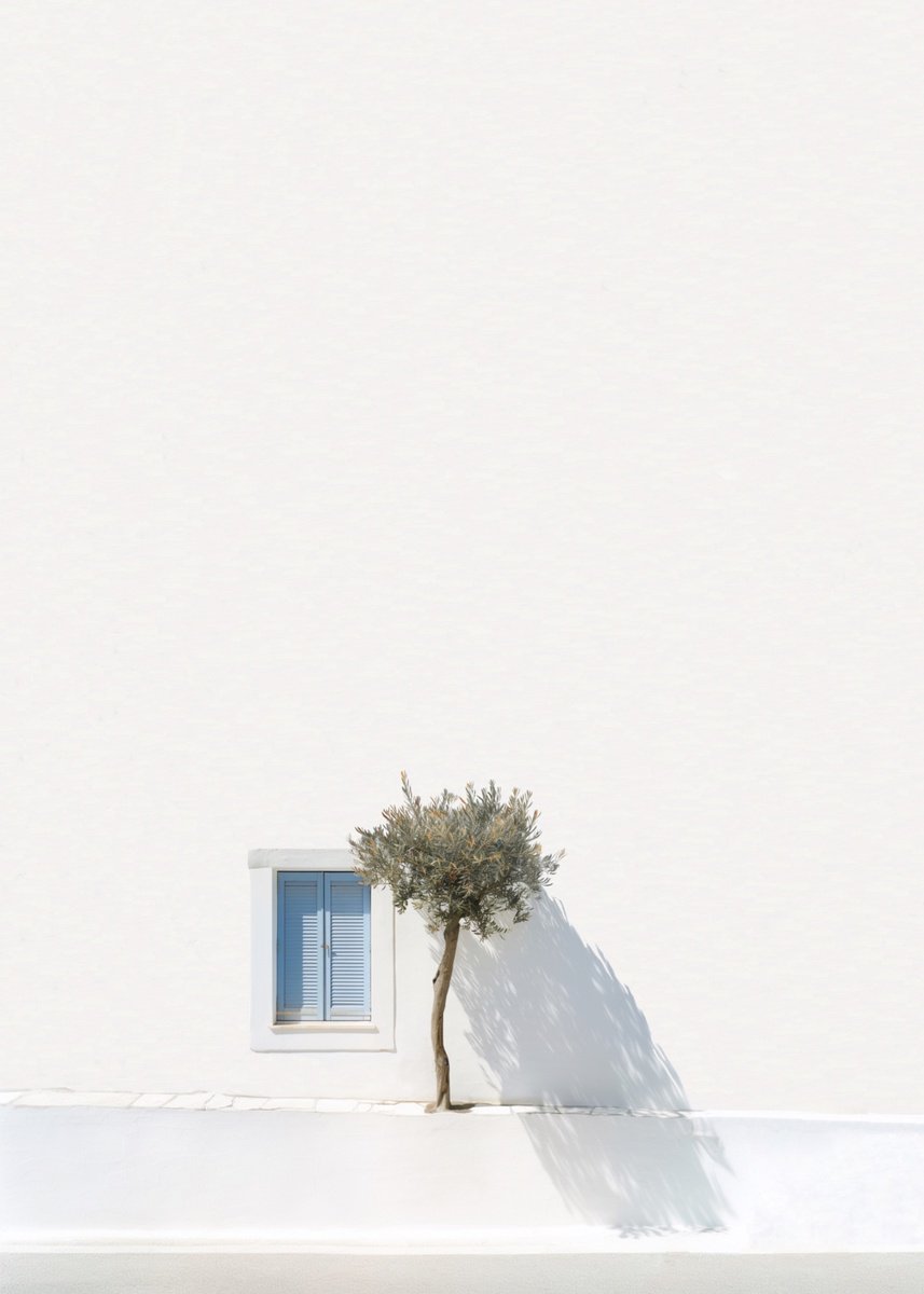 Greek Olive Tree by Marcus Cederberg