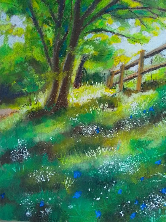 Morning light meadow