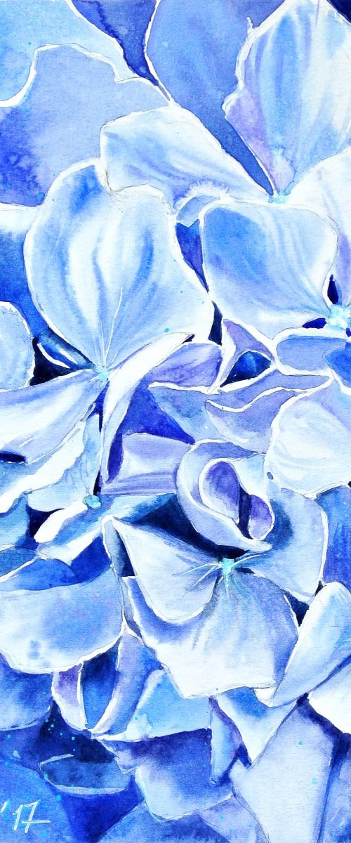 A Blue Hydrangea by Ksenia Astakhova