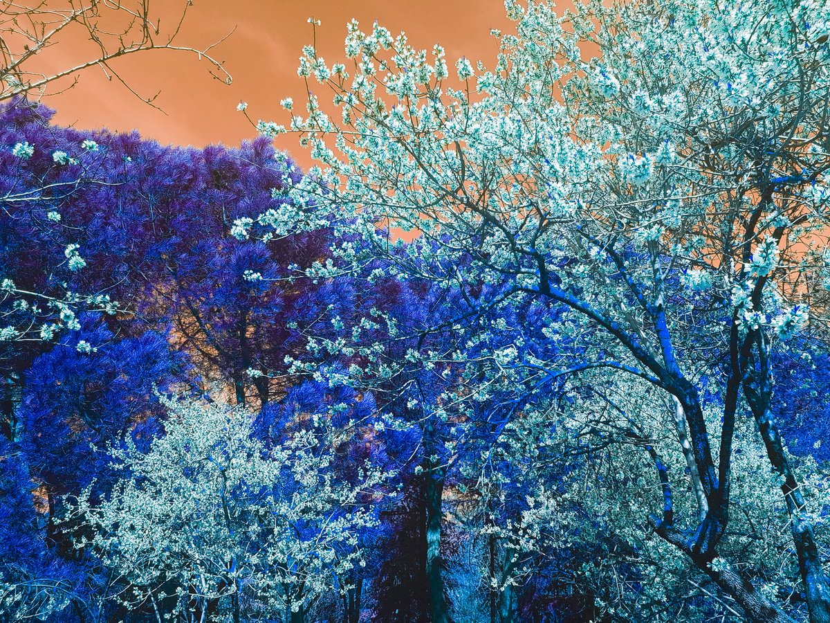 Photorealistic Photograph , (Framed) Nature And Seasons By Viet Ha Tran, 20 X 17, Artwork For Sale On Artfinder