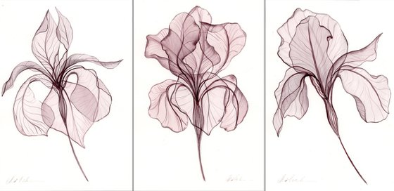 3 Irises