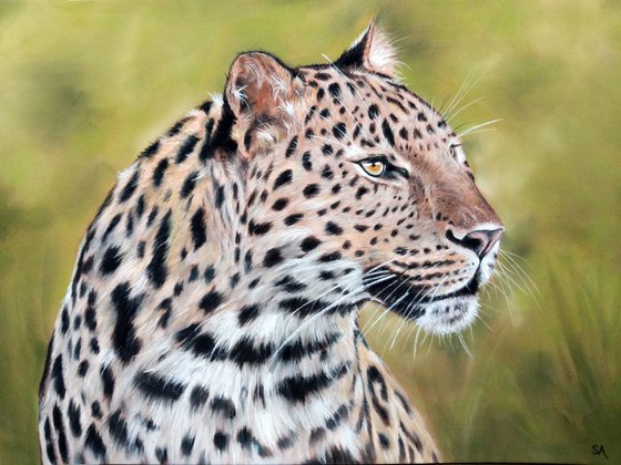 Leopards Watchful Eye