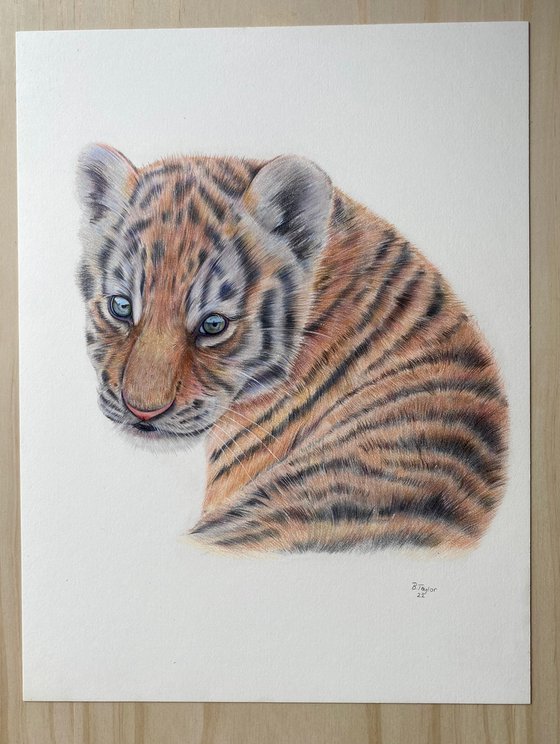 ‘Innocence’ Tiger cub drawing