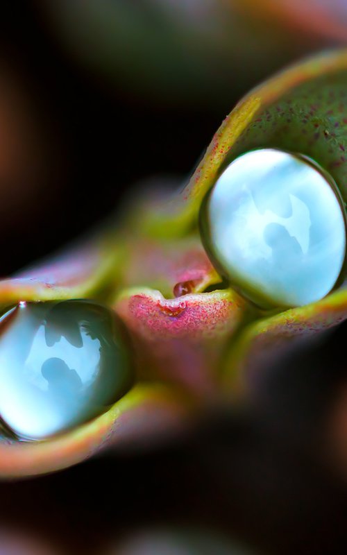 CURIOUS RAIN - master edition by Inna Etuvgi