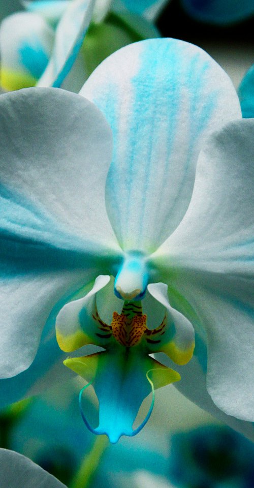 BLUE BOW ORCHID Landers CA by William Dey
