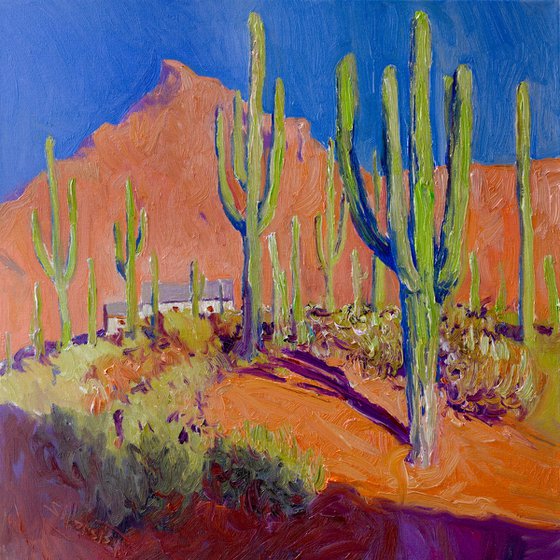 Saguaros in Arizona