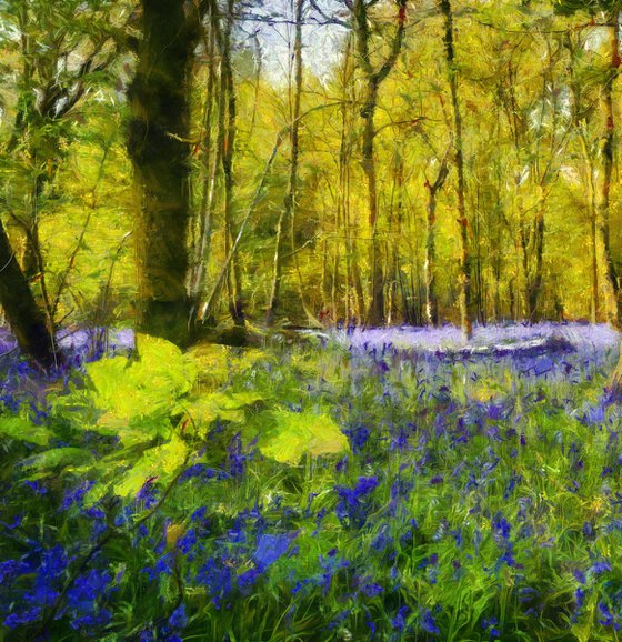 Forest of Bluebells