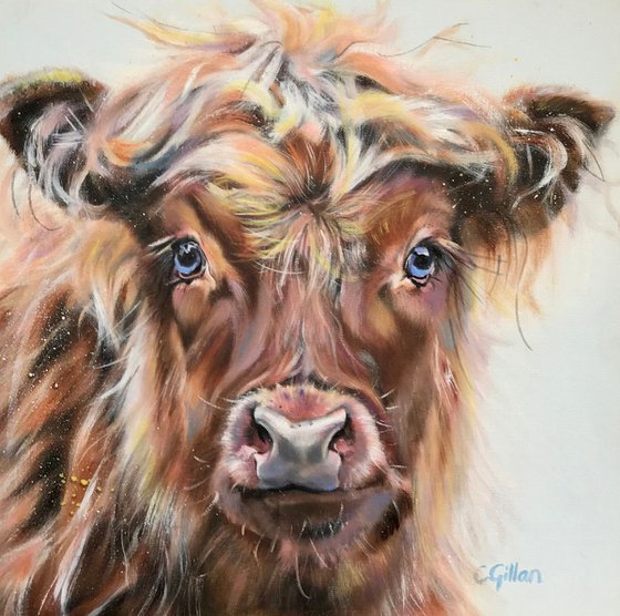 Blue Eyed Boy, original oil painting Highland Cow 14x14"