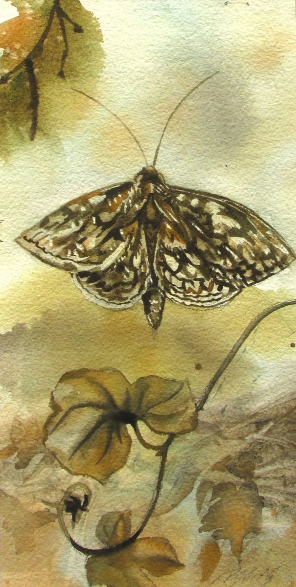 Autumn moth by Alfred Ng