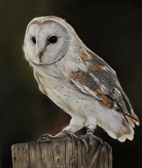 Barn Owl by Clare Parkes
