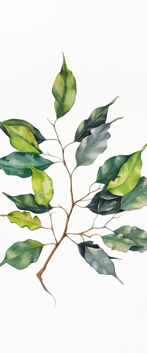 A sprig of Ficus Benjamin. Original watercolor artwork. by Nataliia Kupchyk