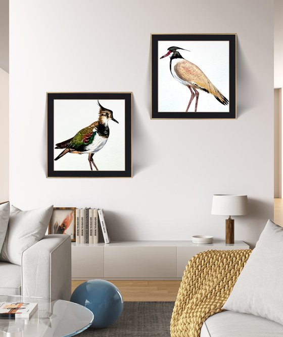 Twin birds Northern Lapwing