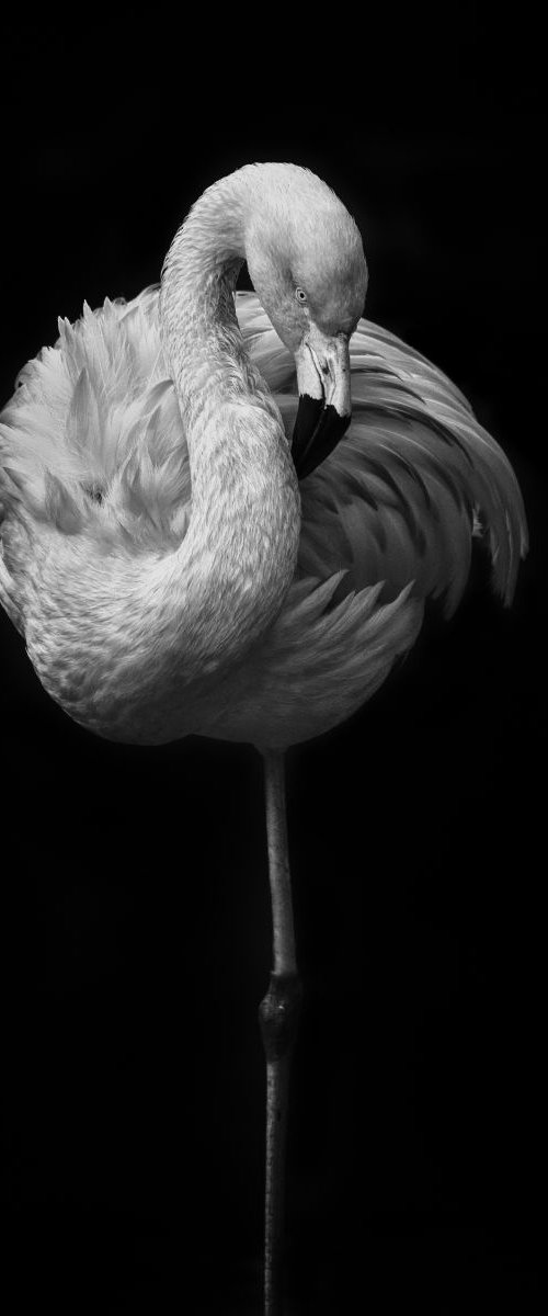 Fine art Flamingo on a black background by Paul Nash