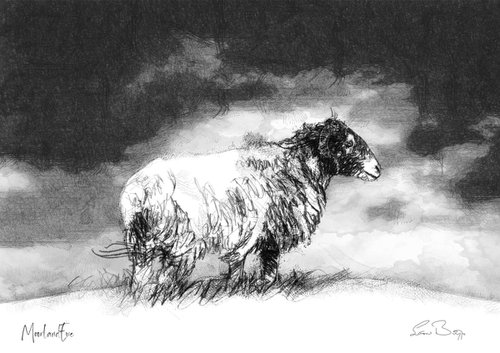 Moorland ewe by Sean Briggs