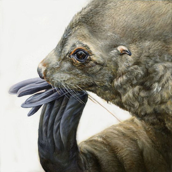 'Itchy Feet' Antarctic Fur Seal