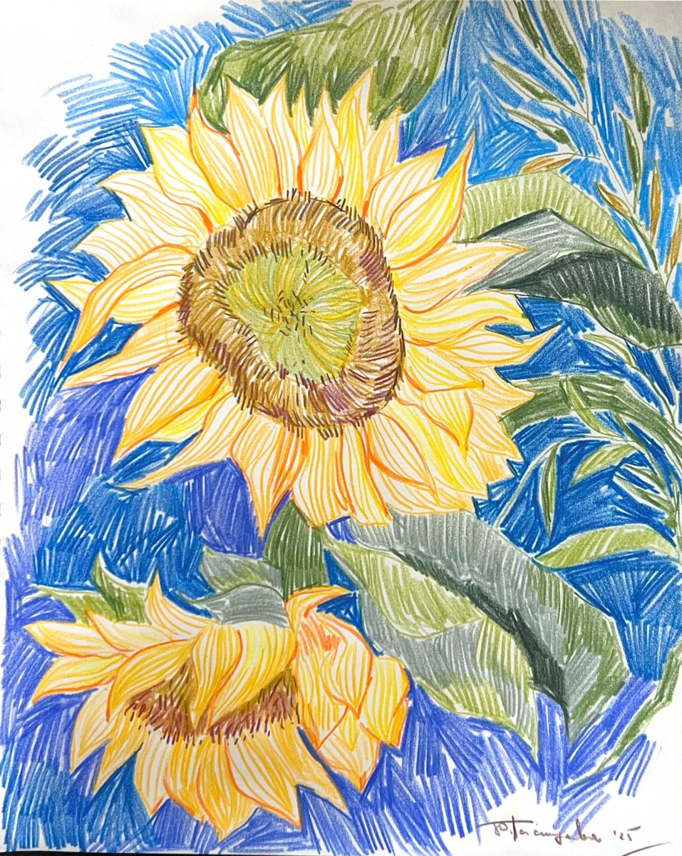 Illustrative Botanical Pencil Drawing By Yuliia Pastukhova, 9 X 12", Sunflowers On The Blue, Original Artwork