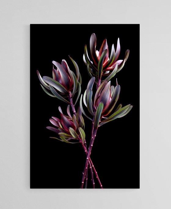 Leucadendron Salignum
