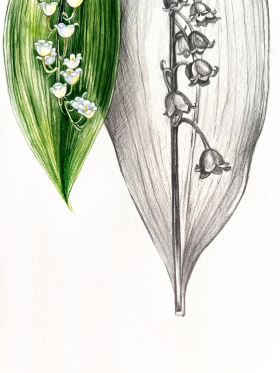 Lily of the valley