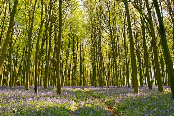 A Walk in the Beech Woods