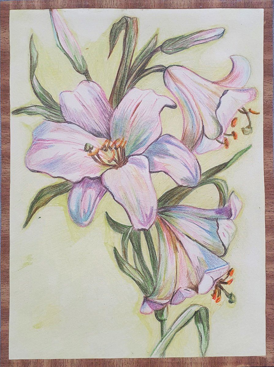 Photorealistic Botanical Pencil Drawing By Kateryna Bortsova, 8 X 11", Lilies, Original Artwork