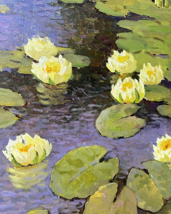 Water Lilies