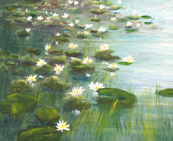 Water lily pond