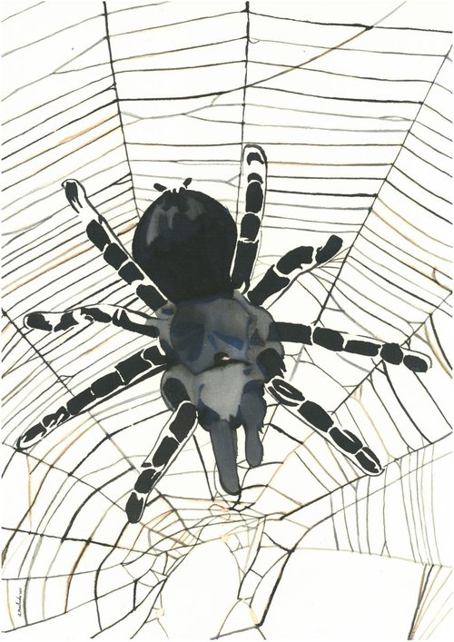 Spider I Animal Drawing by Ricardo Machado