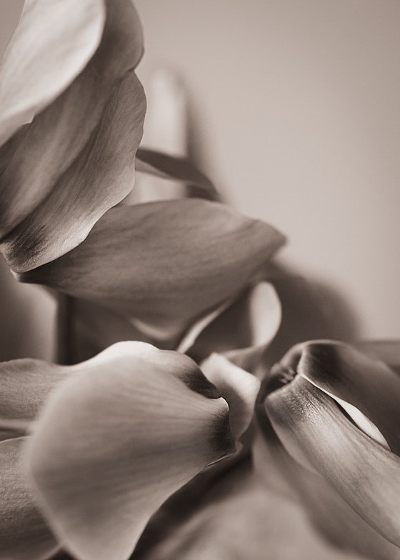 Cyclamen II