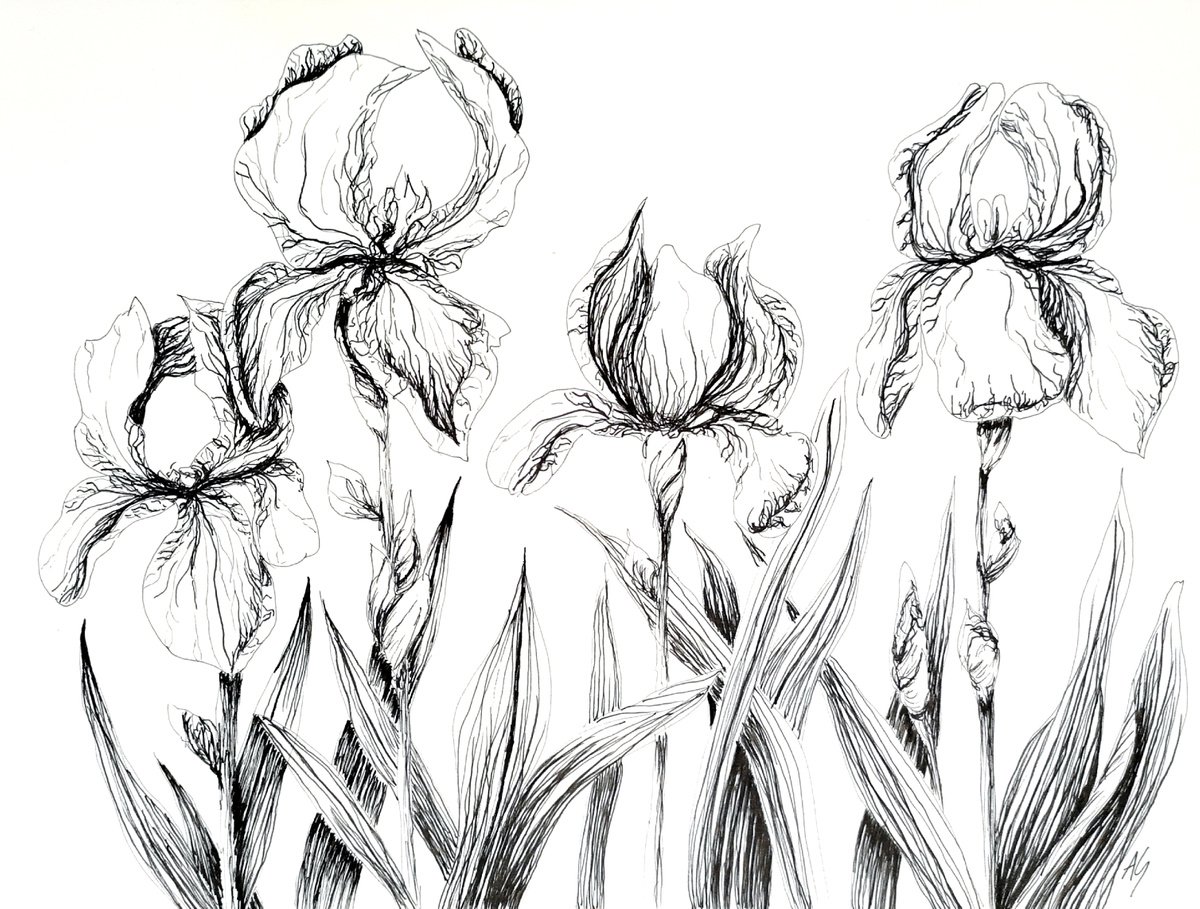 Illustrative Botanical Ink Drawing By Aneta Gajos, 13 X 9, Irises, Original Artwork