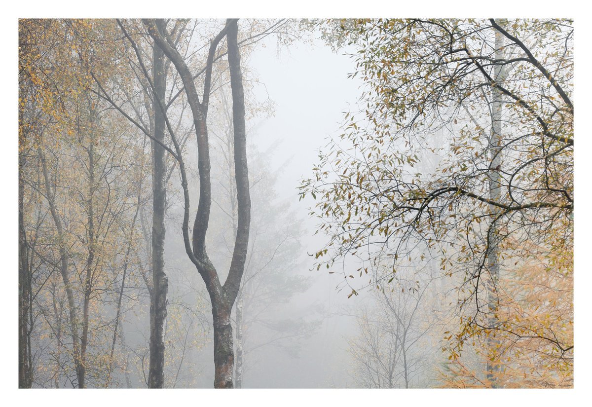 November in the Forest II by David Baker