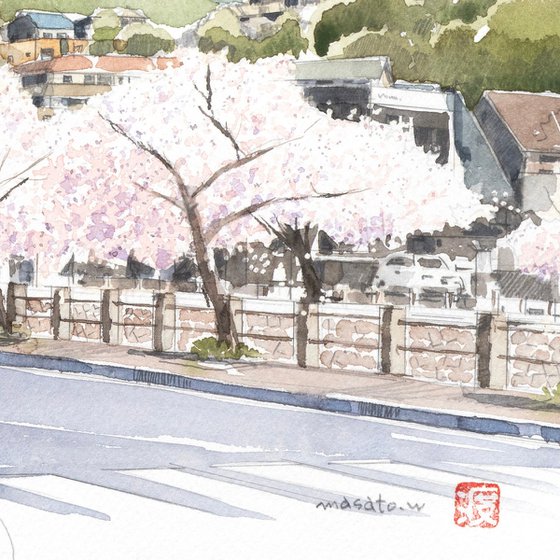 Cherry Blossoms Along the Riverside Path