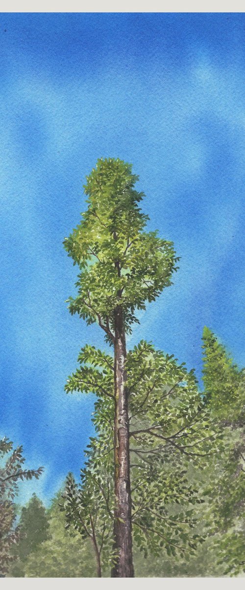 Pine forest by Shweta Mahajan