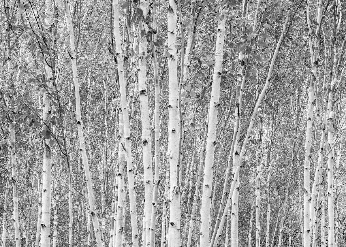 Aspens - Anglesey Abbey Cambridge England by Stephen Hodgetts Photography