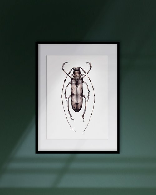Prosopocera undulata, the flat-faced longhorn beetle by Katya Shiova