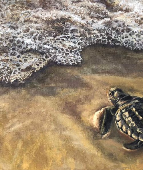 Baby Turtle Journey to the Sea by Steph Moraca