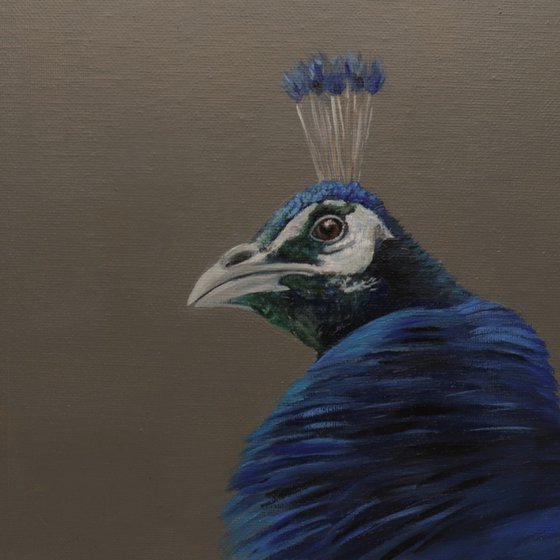 Peacock Portrait