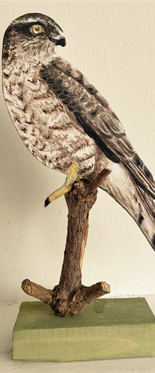 Hawk by Laurence Wheeler